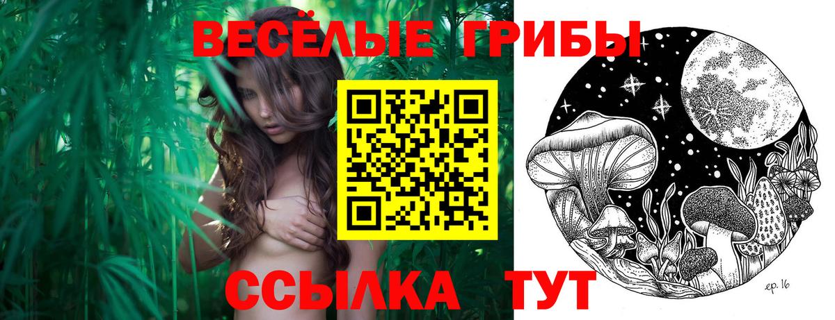 Галлюциногенные грибы Psilocybine cubensis Хасавюрт